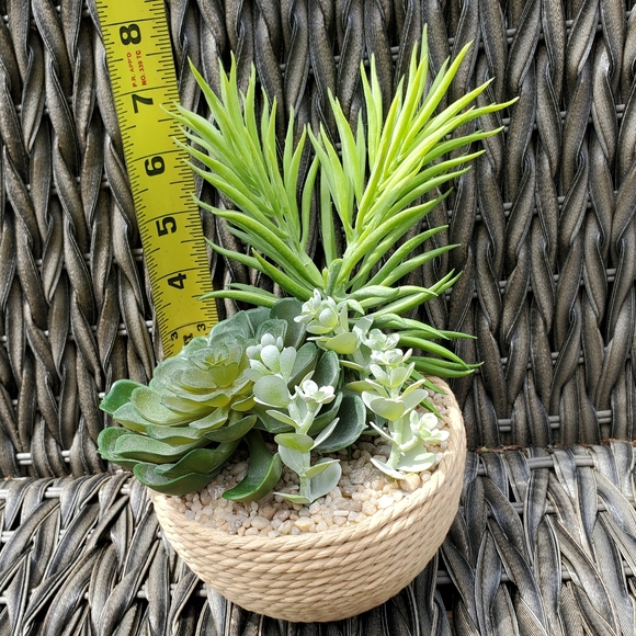 Gorgous Fake Cactus Plant🌵 - Picture 5 of 6